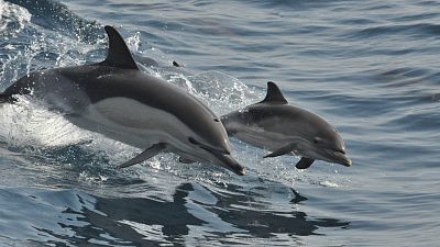 La dinastía del delfín