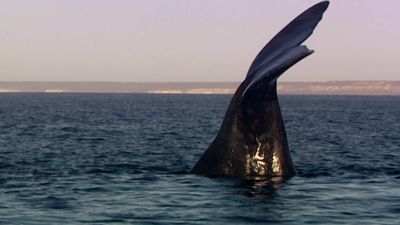 La Patagonia. La costa de las orcas