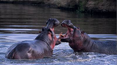 La vida nocturna de los hipopótamos