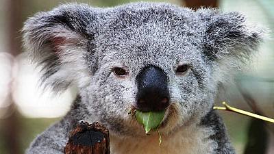 La vida secreta de los koalas: La época de reproducción
