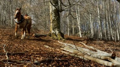 Las historias del bosque mediterráneo - Historias de primavera
