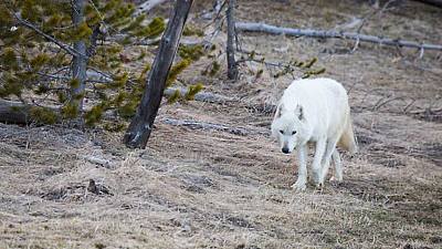 Loba blanca: La loba blanca de la manada del Gran Cañón