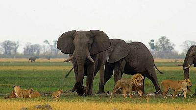 Los depredadores de gigantes de África