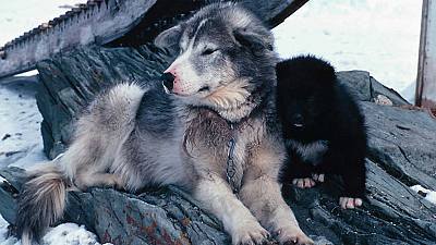 Los perros del Ártico