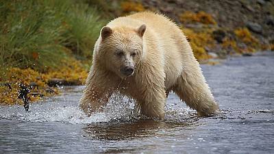 Mundo natural: El oso espíritu