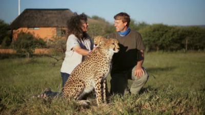 Nacido explorador: Namibia, guepardos salvajes