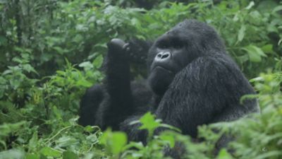 Nacido explorador: Uganda, el gorila de la montaña