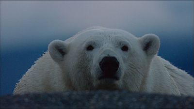 Somos Documentales - Animales Imbatibles