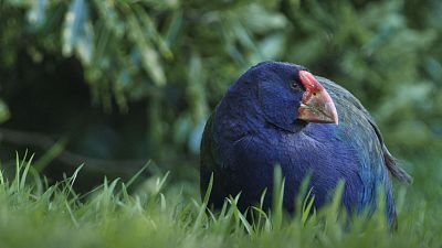 Somos documentales - Con los pies en el suelo: Aves no voladoras