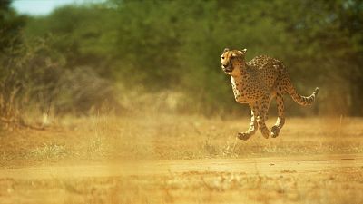 Somos documentales - El aliento del guepardo