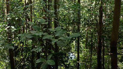 Somos documentales - El bosque sumergido