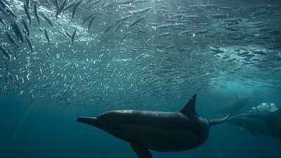 Somos documentales - El gran banquete del océano