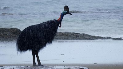 Somos documentales - El pájaro dinosaurio