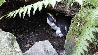 Somos documentales - El reino de los pingüinos