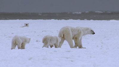 Somos documentales - El reino del oso polar