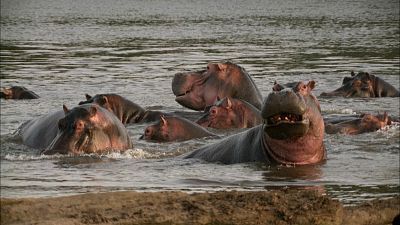 Somos Documentales - El río de los hipopótamos