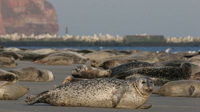 Somos documentales - Focas. Unos mamíferos con mucho carácter