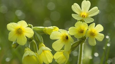 Somos documentales - Historias de primavera