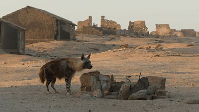 Somos documentales - Las hienas de la niebla