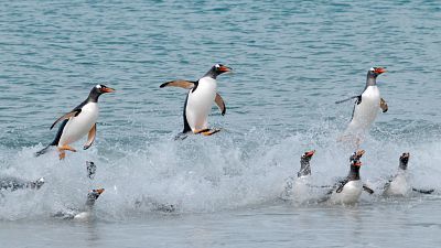 Somos documentales - Las islas de los pingüinos: La supervivencia del más rápido