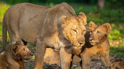 Somos documentales - Leones en la India