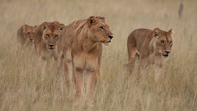 Somos documentales - Leones: la lucha por la supervivencia