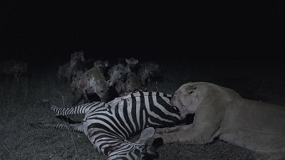 Somos documentales - Leones y hienas. Dueños de la muerte, guardianes de la vida