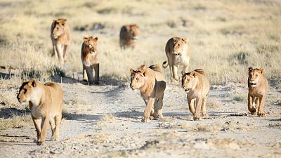 Grandes documentales | Somos documentales - Los leones del desierto | RTVE  | Televisión a la carta
