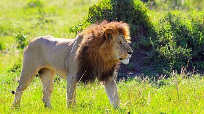 Somos documentales - Los leones mandan