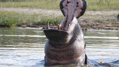 Somos documentales - Moremi, el reino del hipopótamo