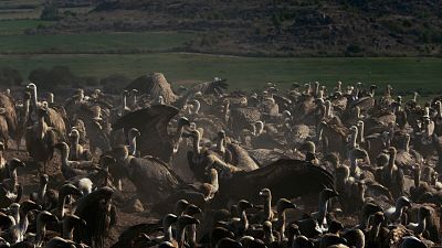 Somos documentales - Multitudes, la magia salvaje de los números