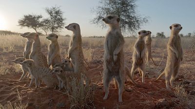 Somos documentales - Namibia la vida en la arena