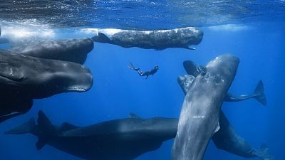 Somos Documentales - Patrick y las ballenas