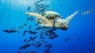 Somos documentales - Pelagos, en el corazón del Mediterráneo