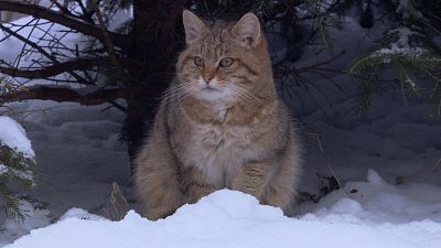 Somos documentales - Pequeños felinos, grandes personalidades