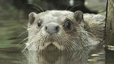 Somos documentales - Un año en la vida de una nutria