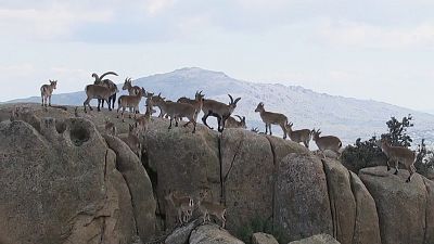 Somos documentales - Vida sobre las rocas