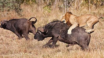Viaje hacia el peligro: Búfalo contra león