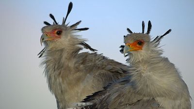 Carroñeros
