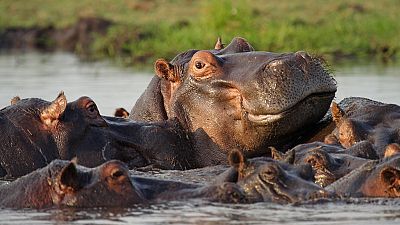 Episodio 6: Chobe, tierra de aprendizaje