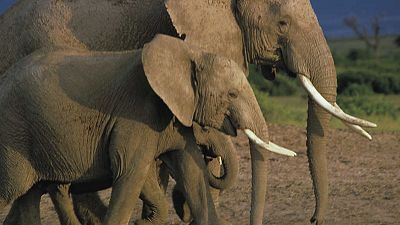 Parque Nacional de los elefantes de Addo
