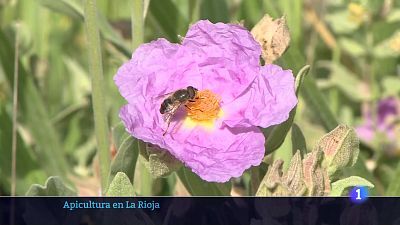 20-05-2025 Ver ahora