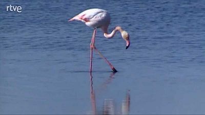 Una mente universal II. La escuela de Doñana