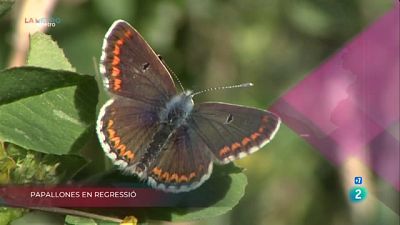 Papallones en regressió, Reciclatge escàs i Obrint la llotja