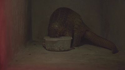 La maldición del pangolín