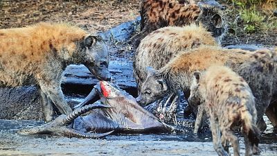 Episodio 4: El difícil territorio de los licaones