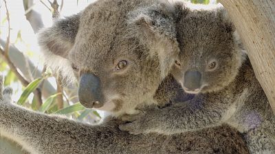 Episodio 1: El país de los koalas