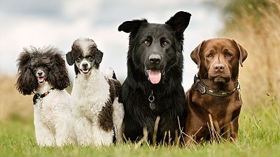 Grandes documentales - La vida secreta de los perros. Serie 2. Episodio 3
