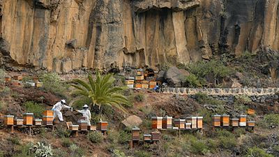 Las rutas d'Ambrosio - Canarias Aborigen