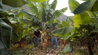 Las rutas d'Ambrosio - Canarias volcánica y tropical